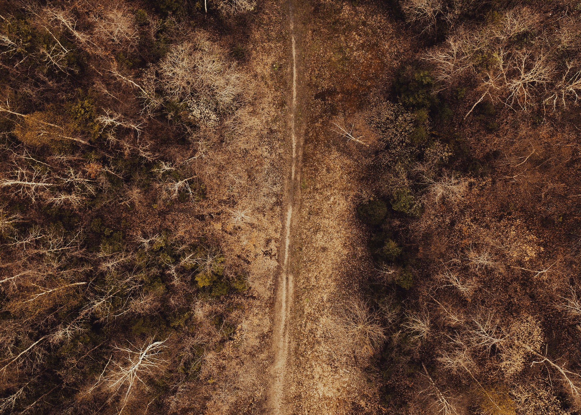 STIEN IGENNEM SKOVEN